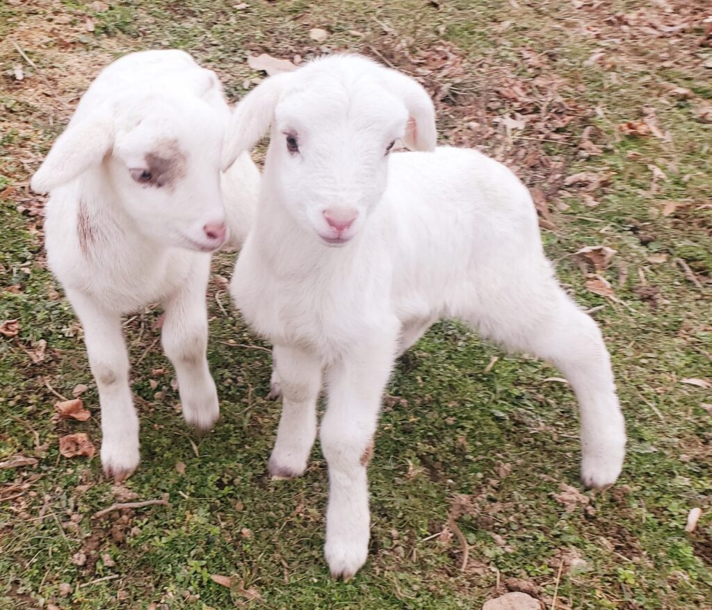 Deux agneaux blancs nouveau-nés côte à côte dans la prairie du domaine