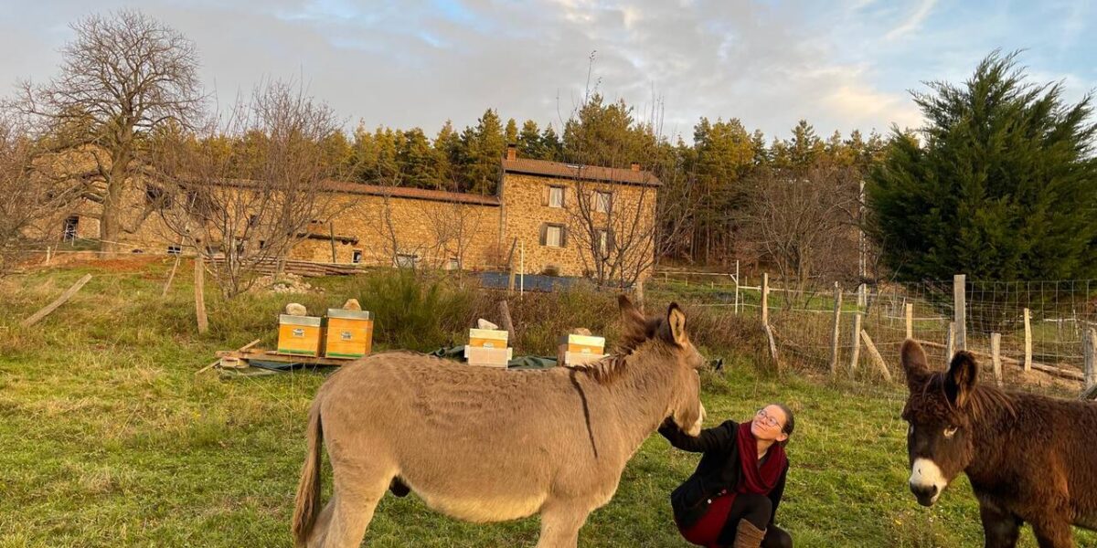 Deux ânes du domaine dans la prairie, devant le bâtiment de pierre du gîte