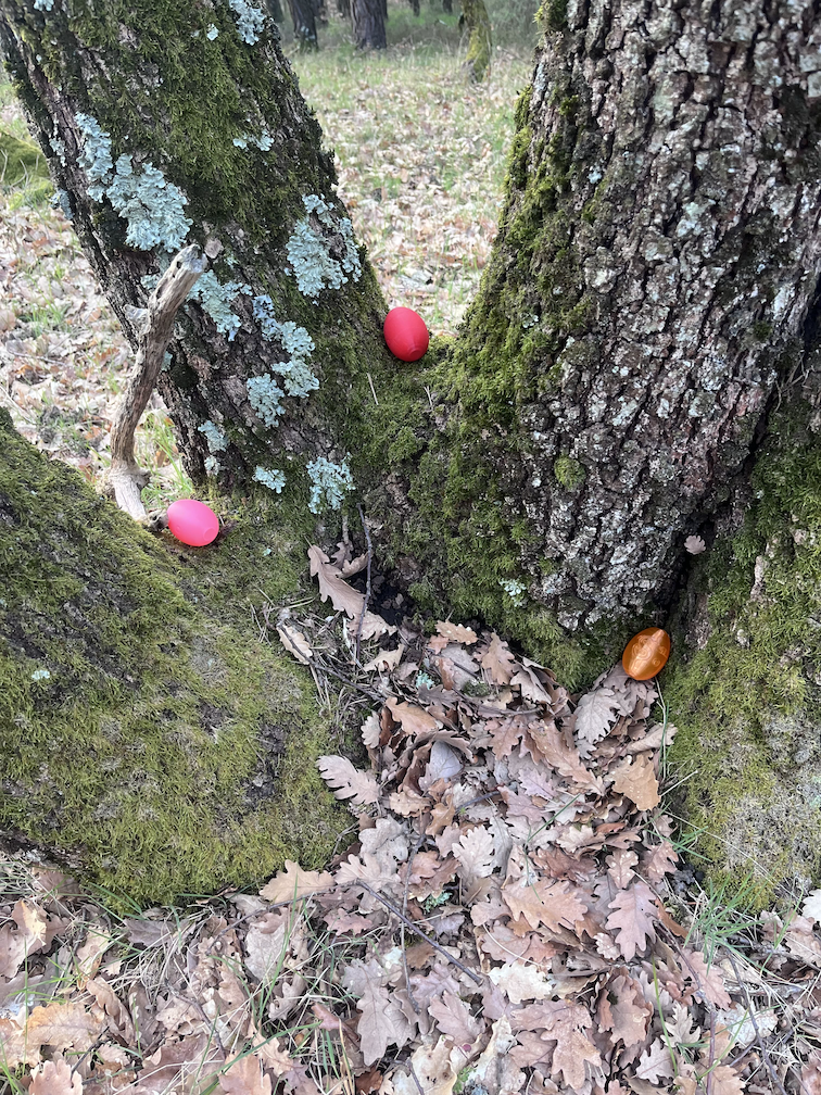 Œufs colorés cachés au pied d’un arbre lors de la chasse aux œufs organisée sur le domaine