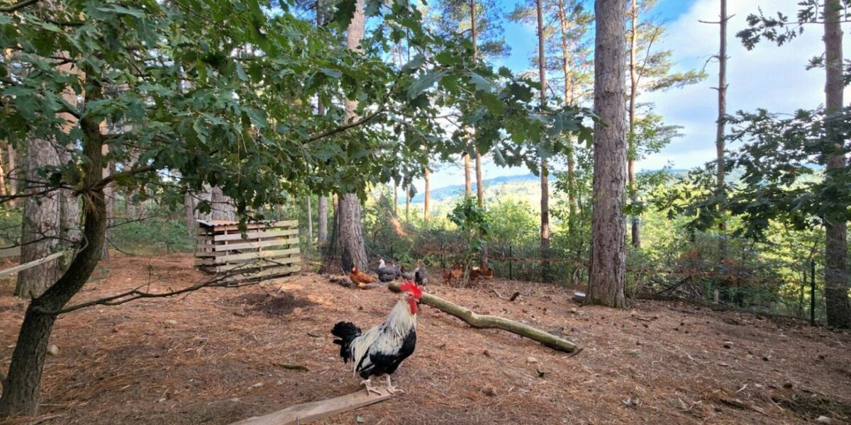 470844-27_309700_e4a46aa0d0566ca2c0516f6fbcee5c55 Poules du domaine picorant librement dans le sous-bois