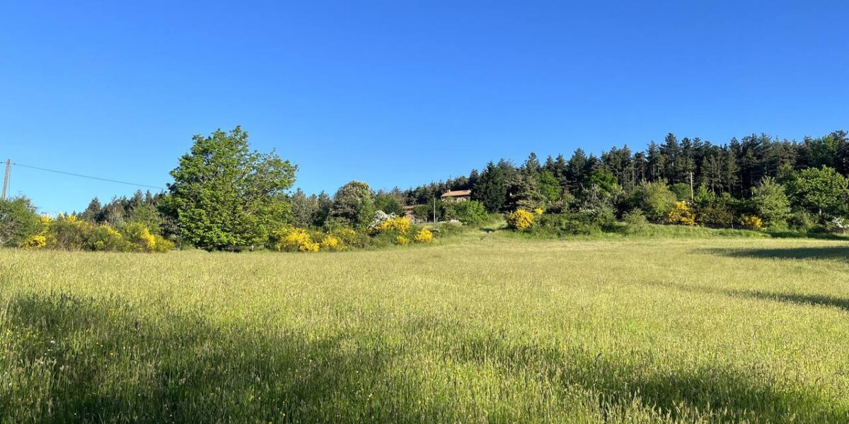 Grande prairie verte du domaine bordée de forêt, sous un ciel bleu d’été