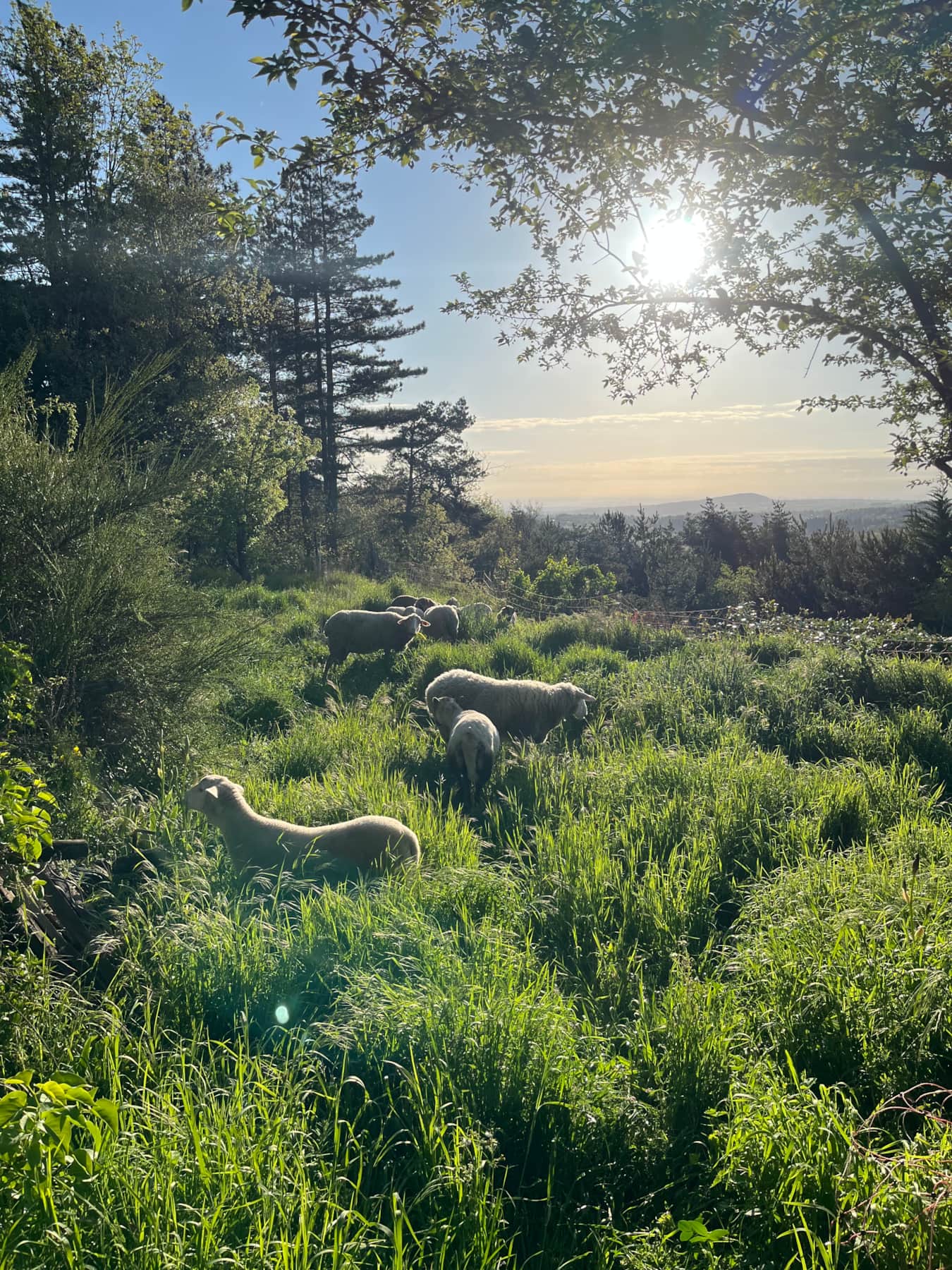 Moutons du domaine dans la prairie haute, à contre-jour au lever du soleil